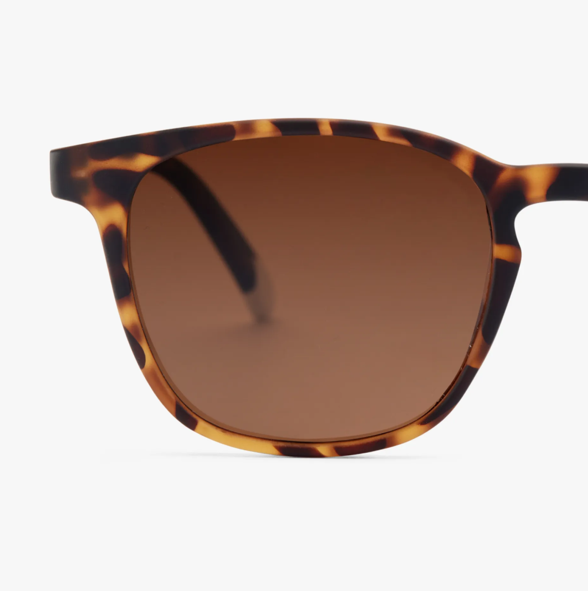 Dalston Tortoise Sun