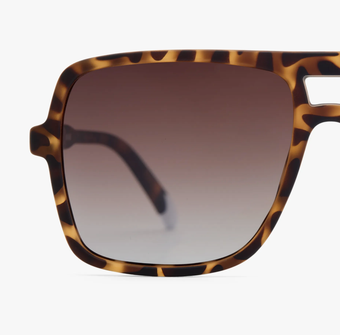 Jake Matte - Tortoise Sun